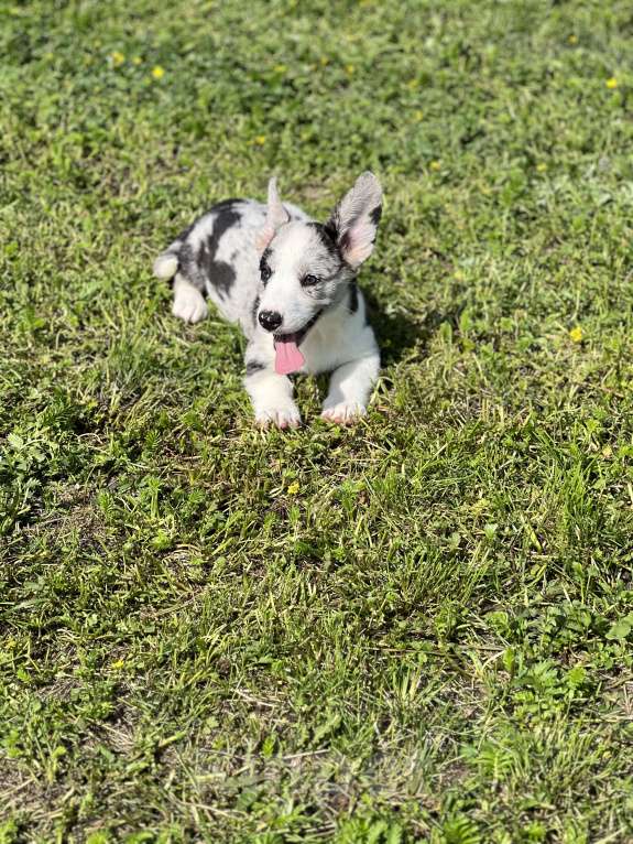 Собаки в Новосибирске: Девочка корги, доставка Девочка, 60 000 руб. - фото 2