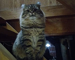 Кошки в Иркутске: Сибирский кот Мальчик, 3 000 руб. - фото 1