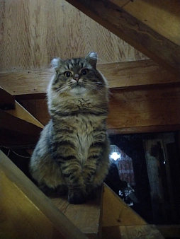 Объявление: Сибирский кот, 3 000 руб., Иркутск
