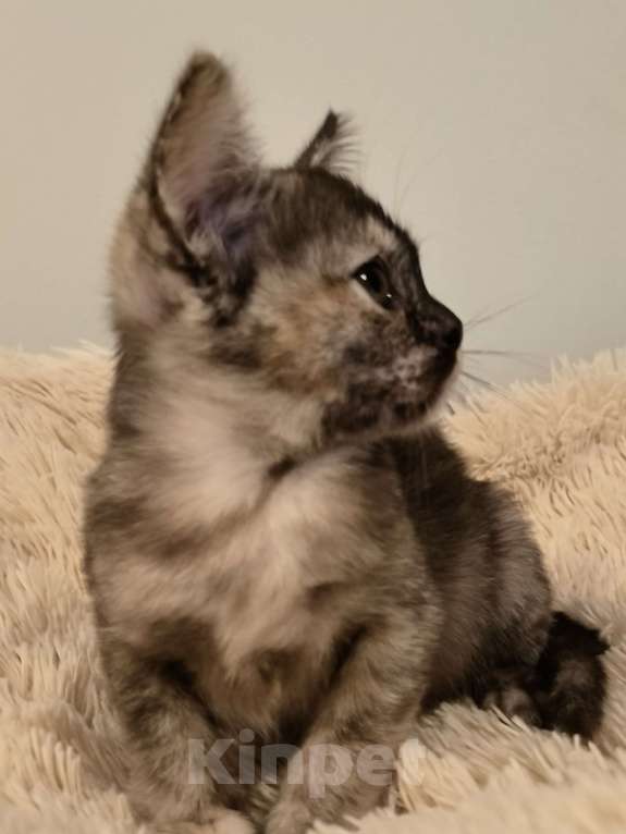 Кошки в Краснодаре: Соболинная черепаха Девочка, 250 000 руб. - фото 3