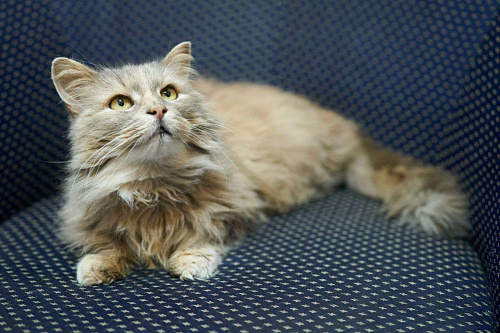 Пушистая кошечка Селена ищет свой новый дом.