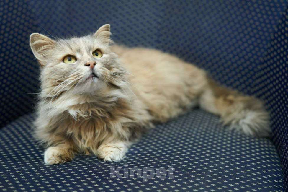Кошки в Москве: Пушистая кошечка Селена ищет свой новый дом. Девочка, Бесплатно - фото 1