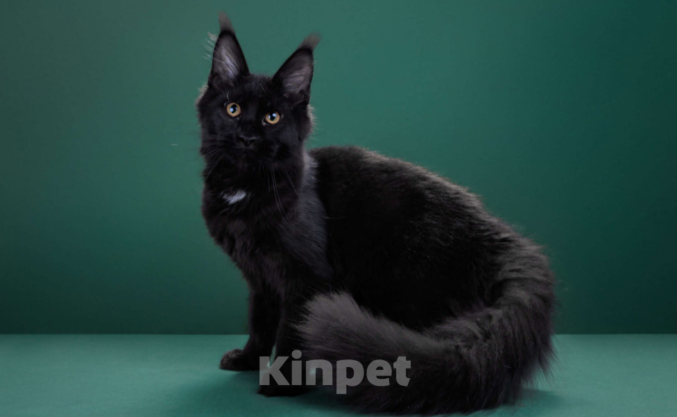 Кошки в Красногорске: Котенок девочка Девочка, Бесплатно - фото 6