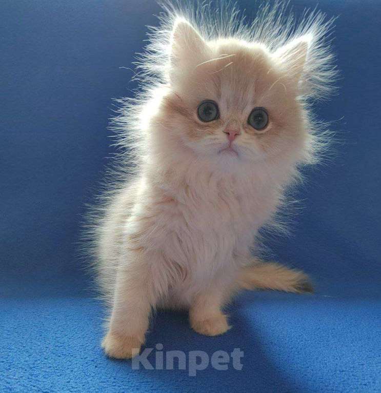 Кошки в Барнауле: Продажа шотландская девочка Девочка, Бесплатно - фото 3