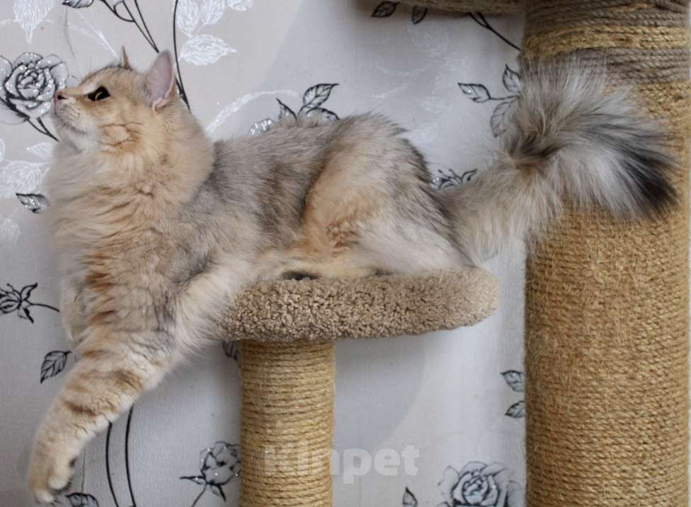 Кошки в Тюмени: Сибирский котёнок Мальчик, 50 000 руб. - фото 5