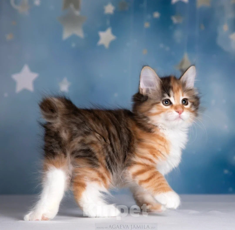 Кошки в других городах Московской области: Кошка курильского бобтейла Девочка, 50 000 руб. - фото 1