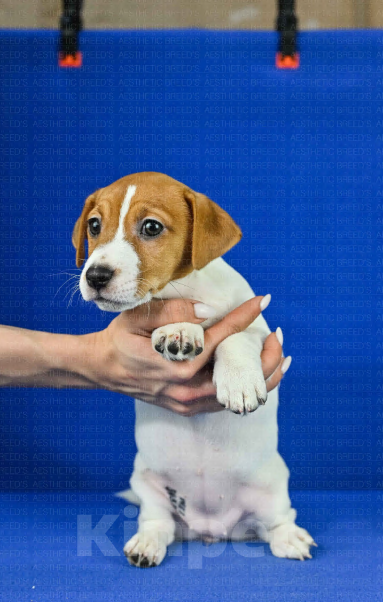 Собаки в Москве: Джек рассел Девочка, 40 000 руб. - фото 4
