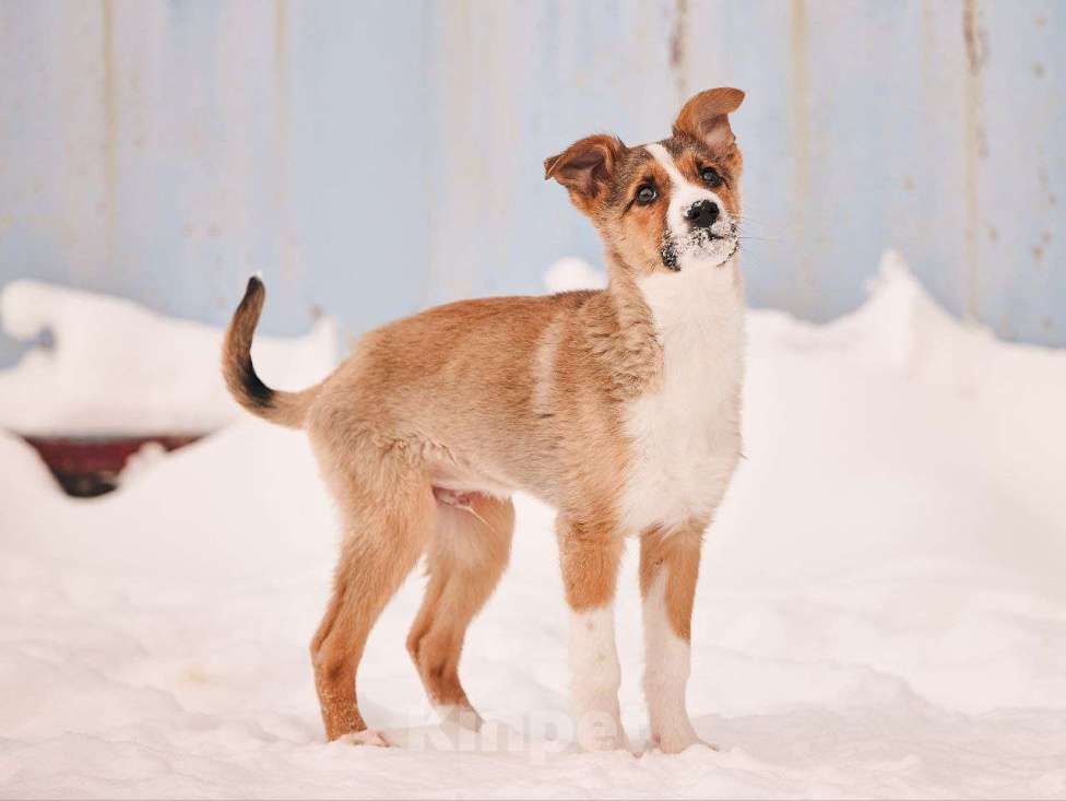 Собаки в других городах Московской области: Эден якутенок Мальчик, Бесплатно - фото 3