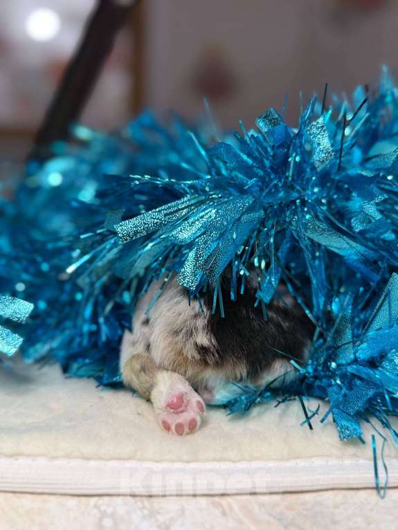 Собаки в других городах Московской области: Шарфик, брак под вопросом  Мальчик, 120 000 руб. - фото 3