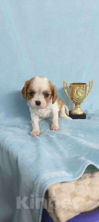 Собаки в Москве: Кавалер Кинг Чарльз Спаниель мальчик Мальчик, 90 000 руб. - фото 5