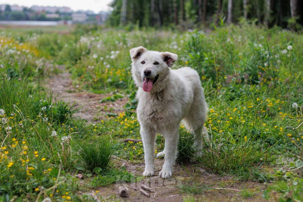 Собаки в других городах Московской области: Кокос Мальчик, Бесплатно - фото 3