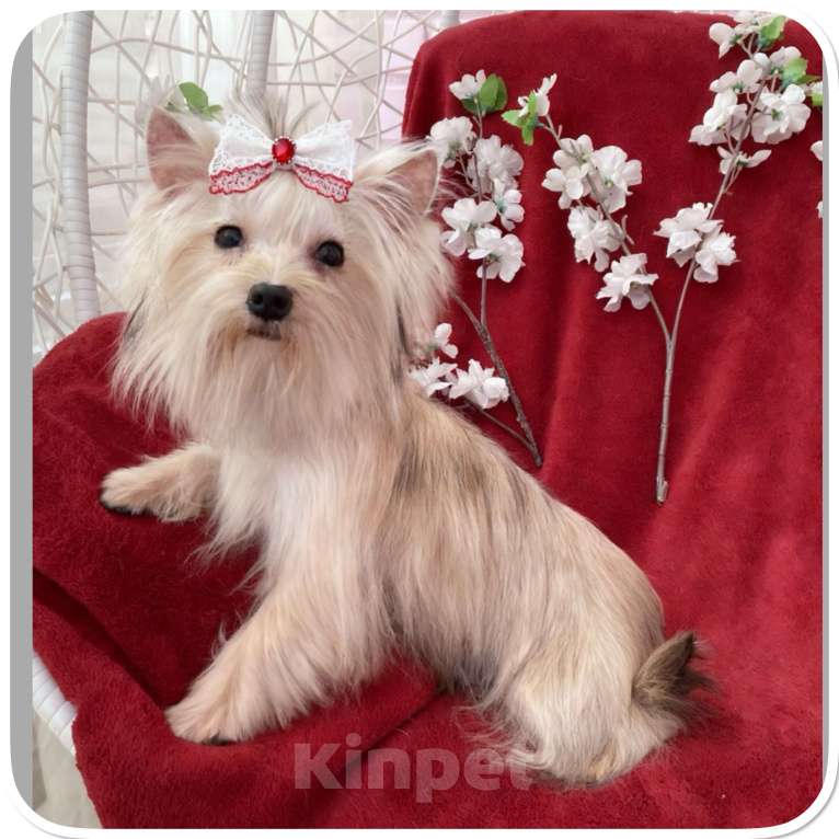 Собаки в Москве: Мини йорк девочка золотая подрощенная Девочка, 80 000 руб. - фото 6