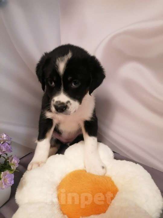 Собаки в Москве: Щенок девочка Девочка, Бесплатно - фото 1