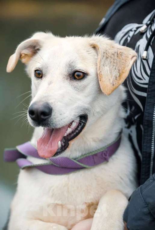 Собаки в Москве: Лана, 2 года, в добрые руки Девочка, Бесплатно - фото 5