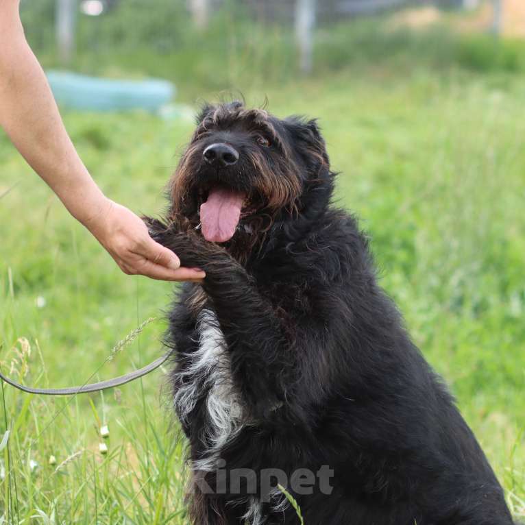 Собаки в Москве: Чёрный терьер бородатик Потап Мальчик, Бесплатно - фото 2