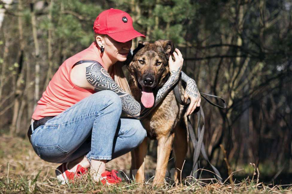 Собаки в других городах Московской области: Большой добрый Чивас в дар Мальчик, Бесплатно - фото 6