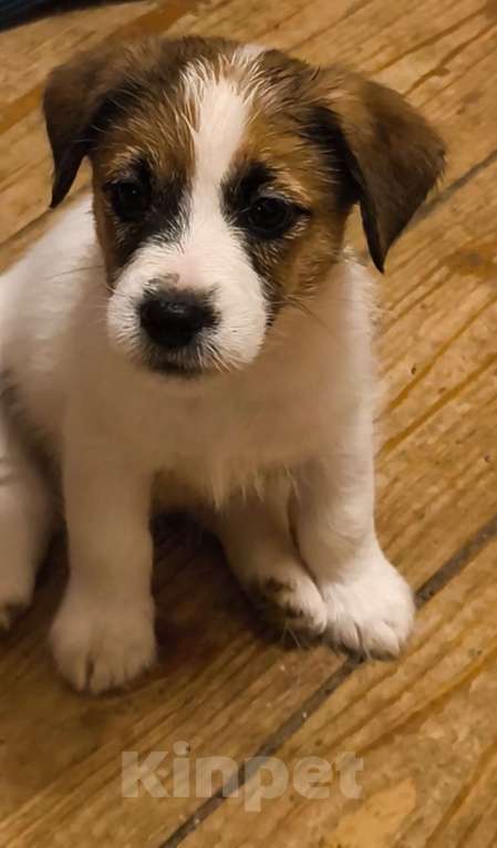 Собаки в Москве: Мальчик Мальчик, 40 000 руб. - фото 1