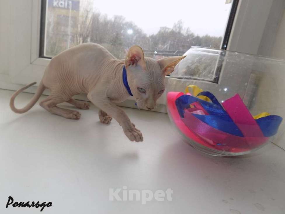 Кошки в Москве: Канадский сфинкс, мальчик Мальчик, 20 000 руб. - фото 5