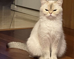 Кошки в Москве: 😺Шотландские котята Мальчик, 30 000 руб. - фото 8