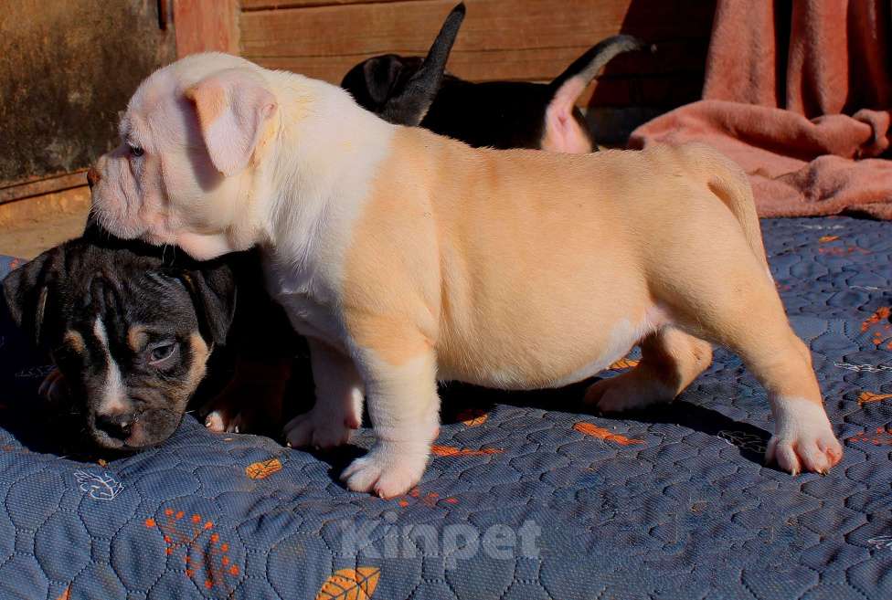 Собаки в Нерюнгри: Американский булли Разнополые, 70 000 руб. - фото 4