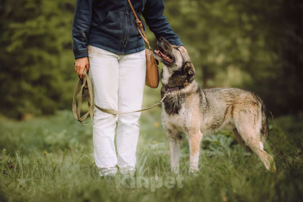 Собаки в Москве: Рокки  Мальчик, Бесплатно - фото 2
