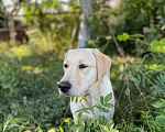 Собаки в Уфе: Продается щенок Лабрадор Девочка, 10 000 руб. - фото 1