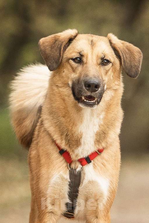 Собаки в Москве: Нанами Девочка, Бесплатно - фото 5