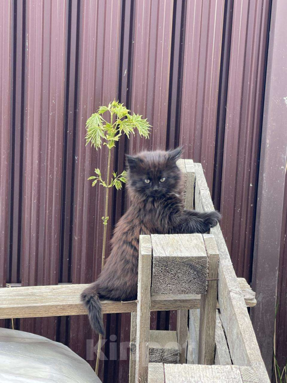 Кошки в Москве: Котята в добрые руки (Сибирская + Мейн кун + Лесная) Девочка, Бесплатно - фото 3
