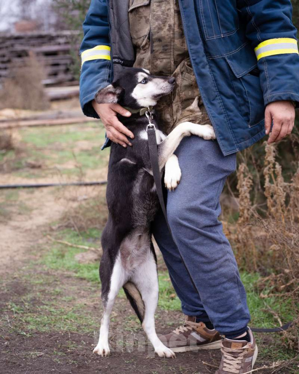 Собаки в Москве: Аляска, 1.5 года Девочка, Бесплатно - фото 4