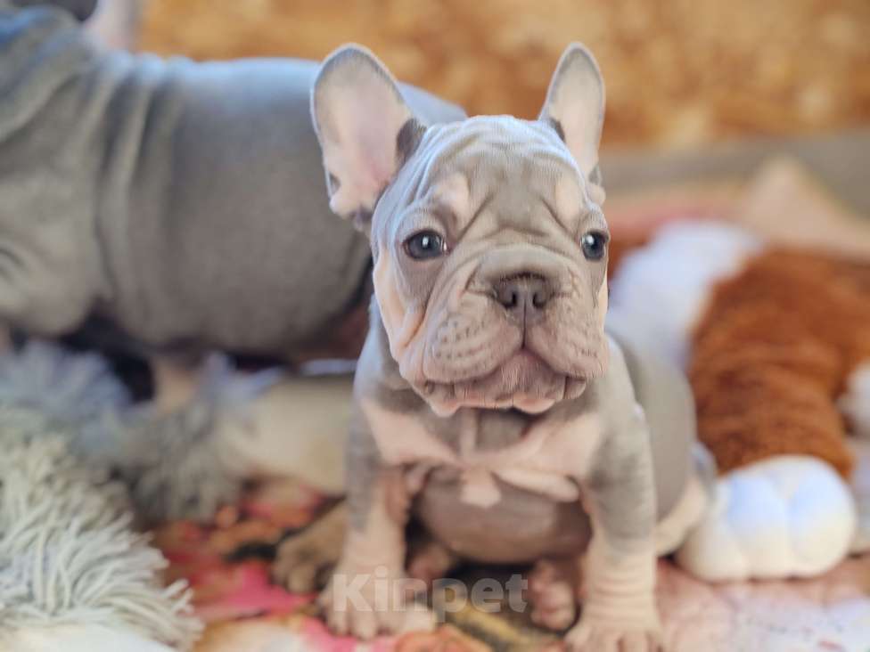 Собаки в Санкт-Петербурге: Бигроп Вельвет лиловый мальчик  Мальчик, 80 000 руб. - фото 7