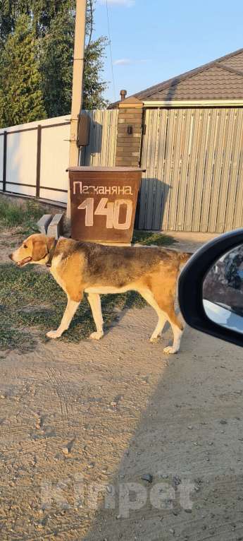 Собаки в других городах Ростовской области: Ищу Эльзу  Девочка, 5 000 руб. - фото 3