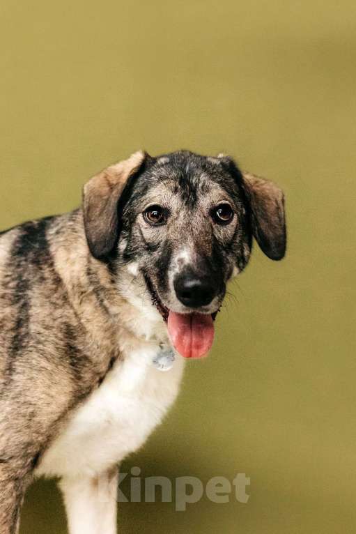 Собаки в Москве: Спокойная и добрая Диона  Девочка, Бесплатно - фото 5