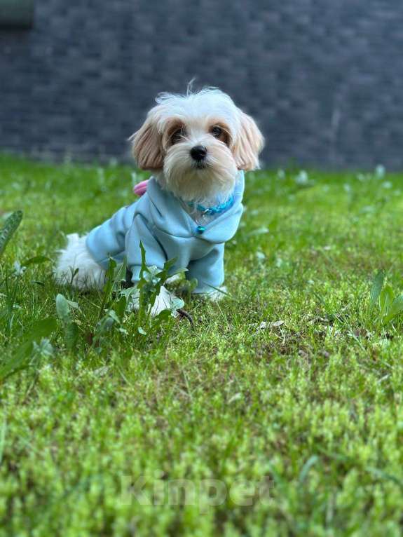 Собаки в Калининграде: Мальчик мальтипу f1 Мальчик, 60 000 руб. - фото 6