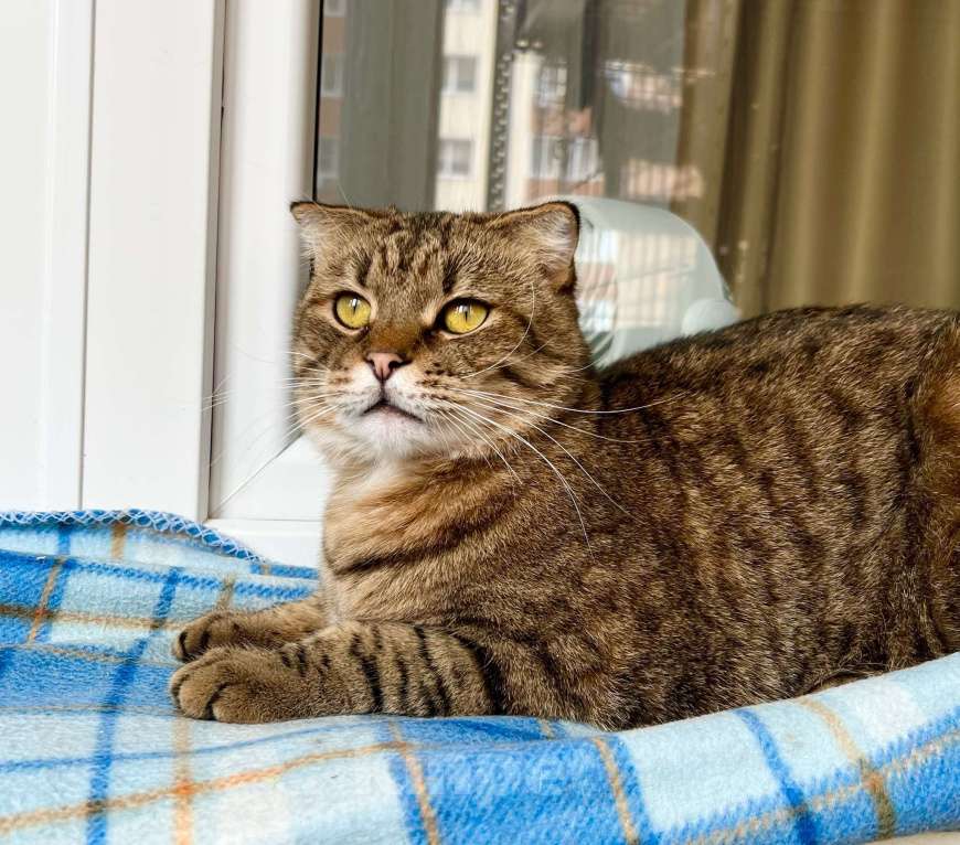 Кошки в Москве: Вислоухий котик Оскар ищет дом, в добрые руки  Мальчик, Бесплатно - фото 5