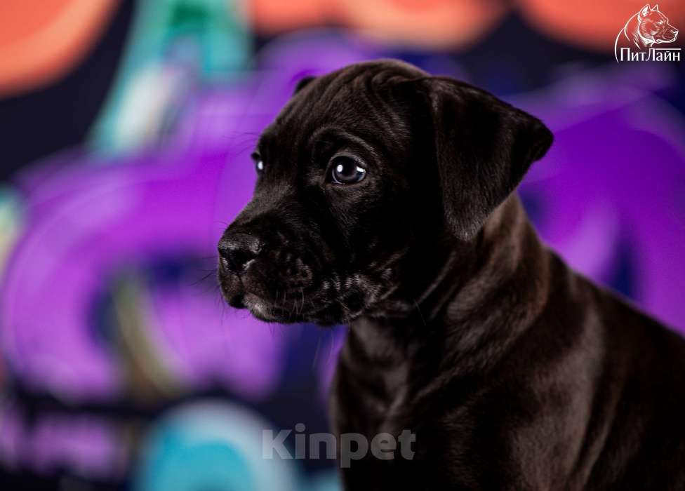 Собаки в Ульяновске: Американский питбультерьер, щенок Мальчик, Бесплатно - фото 1