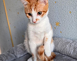Кошки в Москве: Тоша, маленький персиковый котенок, который ждёт своего человека Мальчик, Бесплатно - фото 3