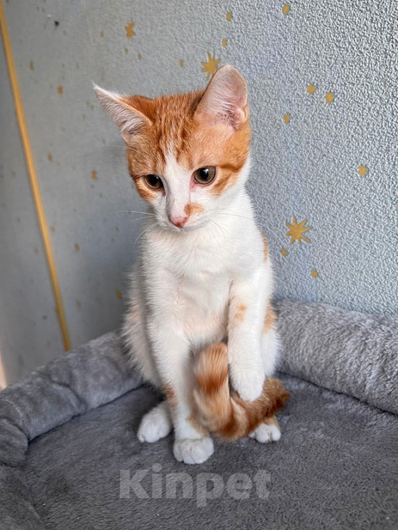 Кошки в Москве: Тоша, маленький персиковый котенок, который ждёт своего человека Мальчик, Бесплатно - фото 3
