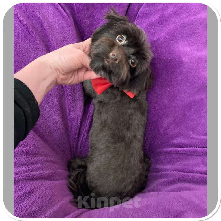 Собаки в Москве: Йорк девочка крупная и взрослая горький шоколад Девочка, 45 000 руб. - фото 3