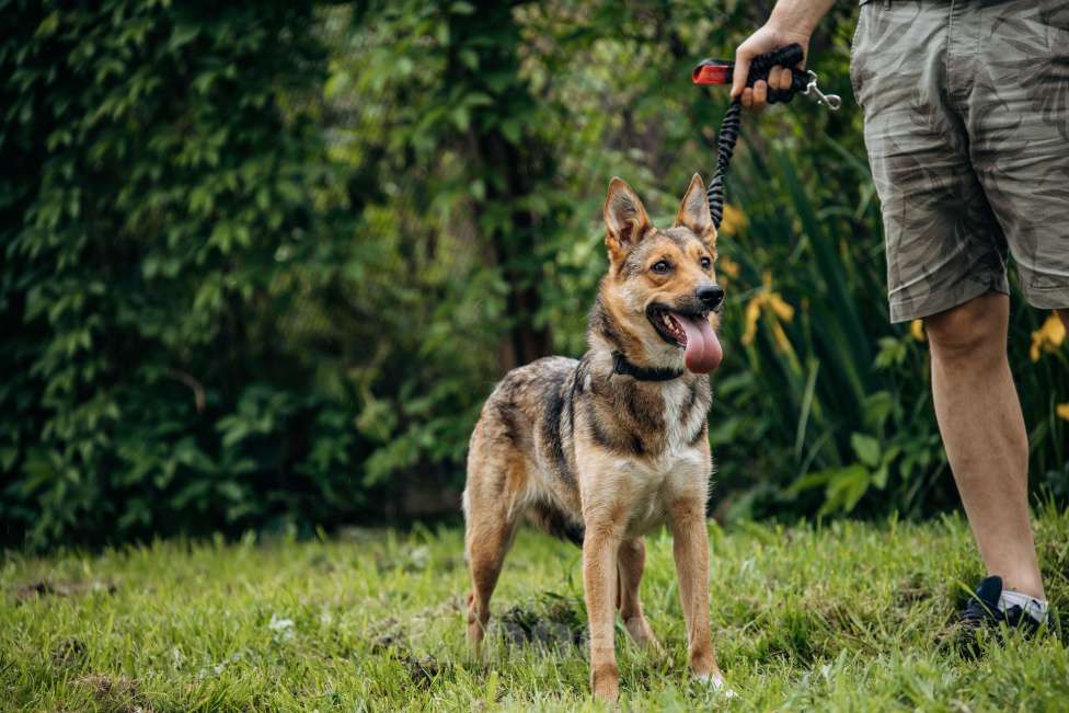 Собаки в Москве: Лиса ищет семью  Девочка, Бесплатно - фото 4