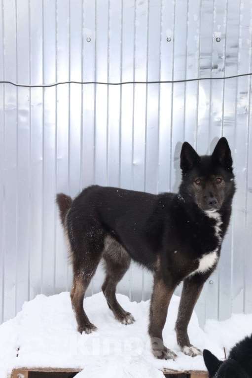 Собаки в Люберцах: Нереально красивая и умная собака Ассоль Девочка, Бесплатно - фото 2