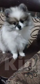 Собаки в других городах Ставропольского края: померанский шпиц Девочка, 30 руб. - фото 1