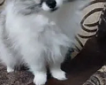 Собаки в других городах Ставропольского края: померанский шпиц Девочка, 30 руб. - фото 1