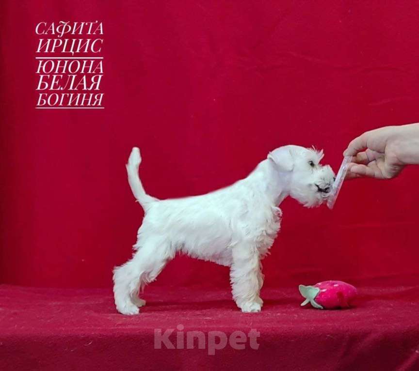 Собаки в Омске: Цвергшнауцер щенок белый Разнополые, Бесплатно - фото 5