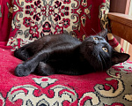 Кошки в Москве: Котенок Беньямин ищет дом Мальчик, Бесплатно - фото 5