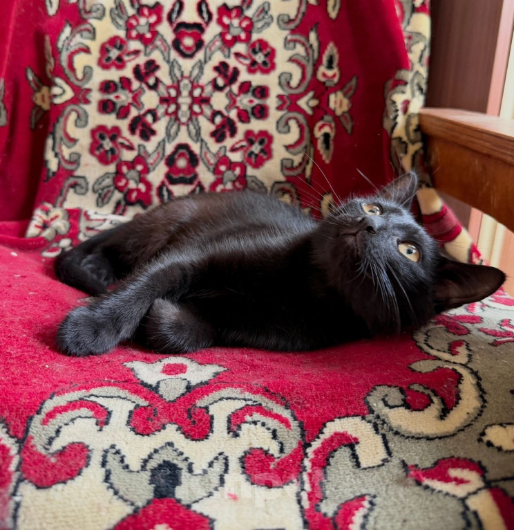 Кошки в Москве: Котенок Беньямин ищет дом Мальчик, Бесплатно - фото 5