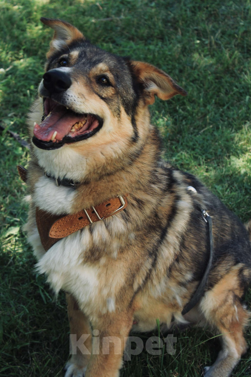 Собаки в Москве: Верный пес Нафаня ищет хозяев Мальчик, Бесплатно - фото 2