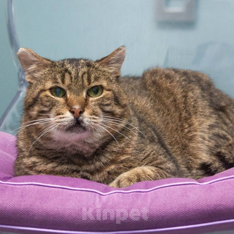 Кошки в Мытищах: Мистер Кот ищет дом! Мальчик, Бесплатно - фото 1