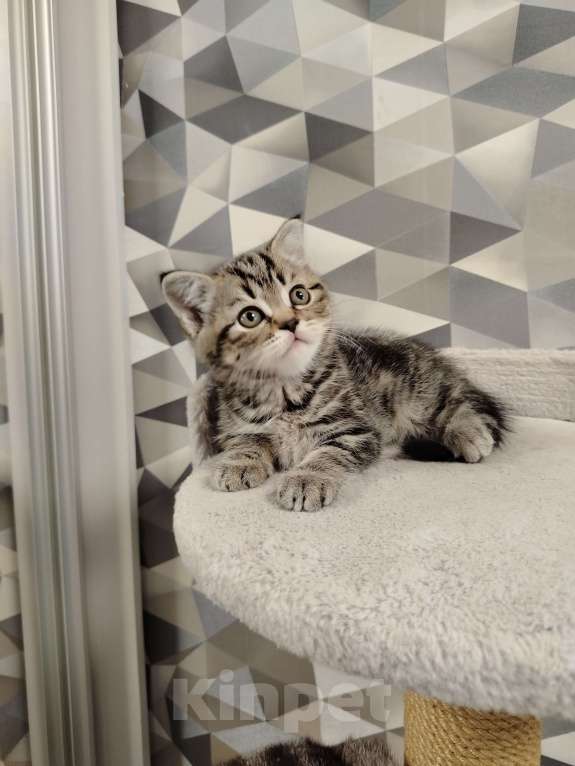 Кошки в Москве: Шотландская мраморная девочка Девочка, 18 000 руб. - фото 6