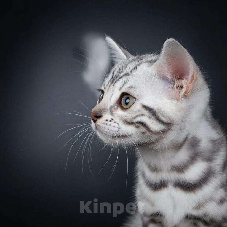 Кошки в Москве: девочка серебро Мальчик, 60 000 руб. - фото 2