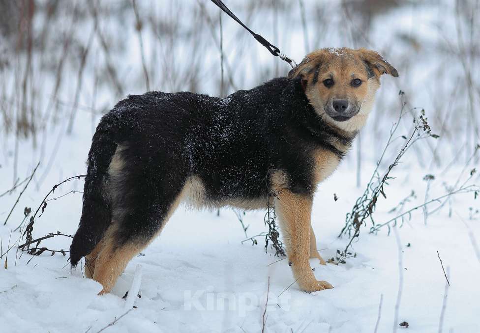 Собаки в Москве: Вики Девочка, Бесплатно - фото 2